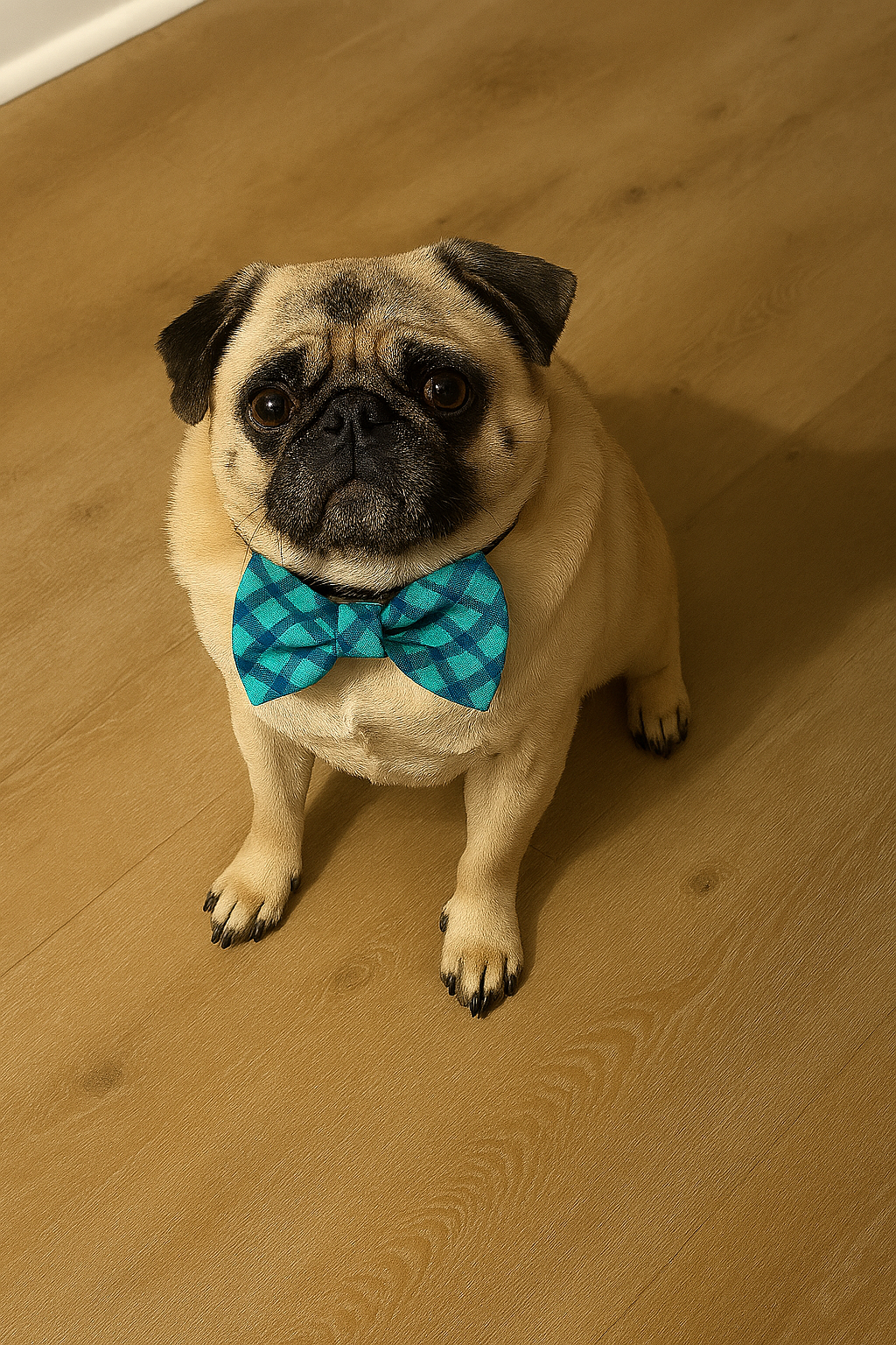 Yogi's Doggy Bowties - Que Sera Bracelets - Sing Along While Shopping Que Sera Sera...