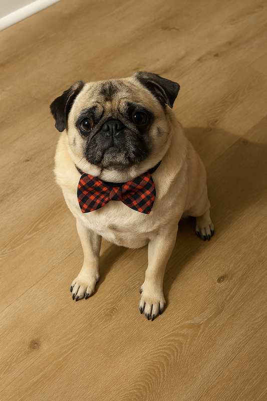 Yogi's Doggy Bowties - Que Sera Bracelets - Sing Along While Shopping Que Sera Sera...
